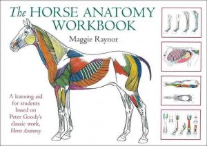 The Horse Anatomy  Workbook
